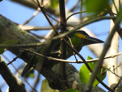 Psilopogon chrysopogon