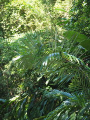 Arenga engleri