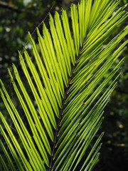 Arenga engleri