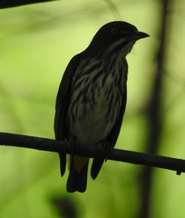 Dicaeum chrysorrheum