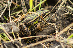 Pelophylax lessonae
