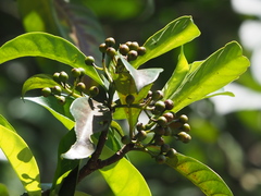 Psychotria asiatica