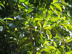Psychotria asiatica