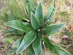 Celmisia verbascifolia
