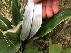 Celmisia verbascifolia