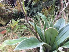 Celmisia verbascifolia