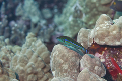 Pseudojuloides cerasinus