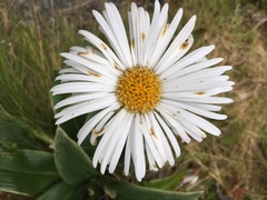 Celmisia verbascifolia