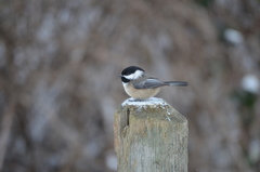 Poecile atricapillus occidentalis