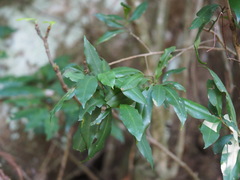 Ardisia quinquegona
