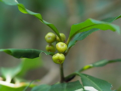 Ardisia quinquegona