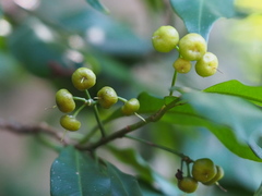Ardisia quinquegona
