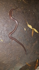 Lycophidion capense capense