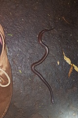 Lycophidion capense capense