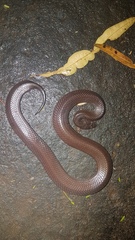 Lycophidion capense capense