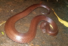 Lycophidion capense capense