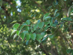 Styrax suberifolius