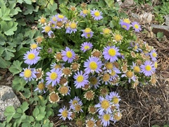 Aster asa-grayi
