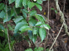 Styrax suberifolius
