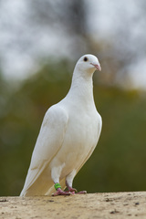 Columba livia domestica