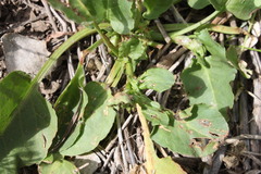 Rumex hypogaeus