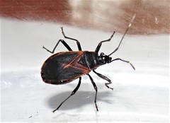 Dindymus circumcinctus