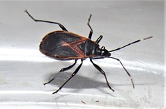 Dindymus circumcinctus