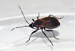 Dindymus circumcinctus