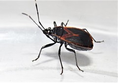 Dindymus circumcinctus