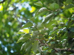 Styrax suberifolius