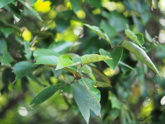 Styrax suberifolius