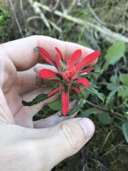 Castilleja affinis affinis