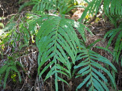 Blechnum orientale