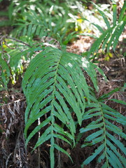 Blechnum orientale