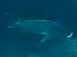Plectorhinchus vittatus