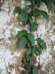 Ficus sarmentosa nipponica