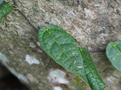 Ficus sarmentosa nipponica
