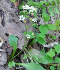 Micranthes idahoensis