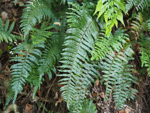 Image of Microlepia Hookeriana (Microlepia hookeriana) by no rights reserved
