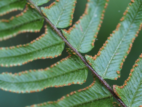 Image of Microlepia Hookeriana (Microlepia hookeriana) by no rights reserved