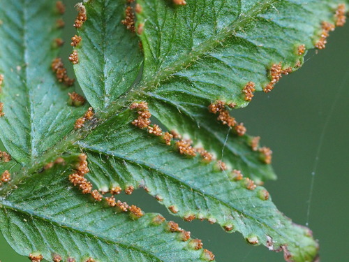 Image of Microlepia Hookeriana (Microlepia hookeriana) by no rights reserved