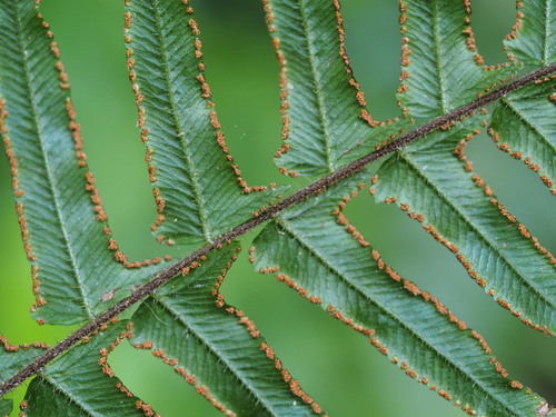 Image of Microlepia Hookeriana (Microlepia hookeriana) by no rights reserved