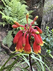 Blandfordia cunninghamii