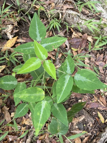 Silverleaf Desmodium