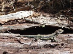 Liolaemus villaricensis