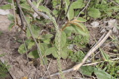 Plantago cunninghamii