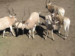Addax photo 4