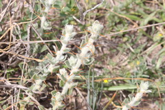 Sclerolaena birchii