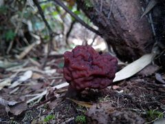 Gyromitra antarctica