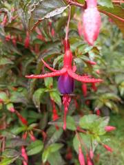 Fuchsia magellanica